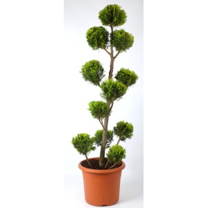 Gartenbonsai Scheinzypresse Stardust im Topf, Gesamthöhe 140-150 cm, ein dekorativer Hausbaum für Garten und Terrasse.