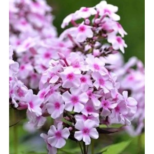 Nahaufnahme der Wiesen-Flammenblume 'Delta' (Phlox maculata) mit zartrosa Blüten.