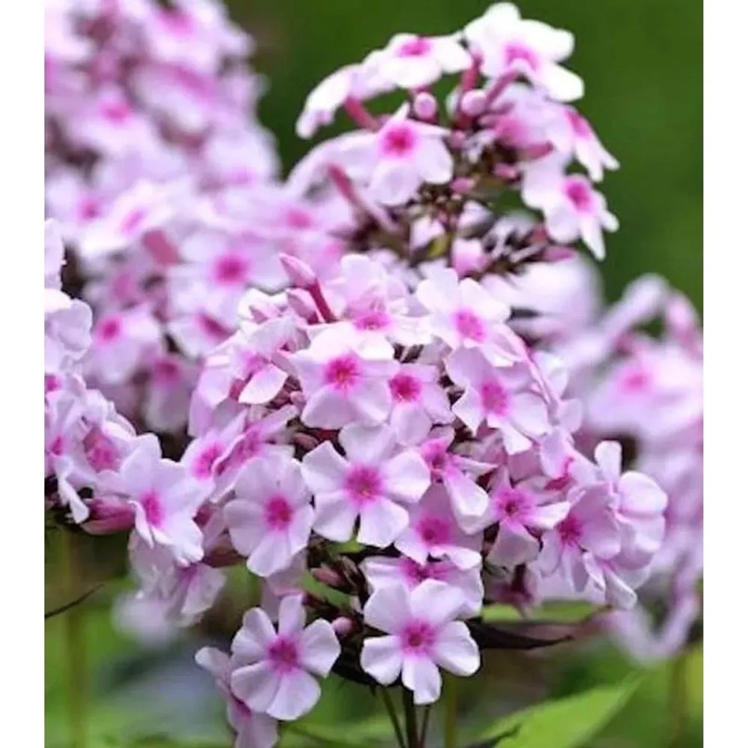 Wiesen Flammenblume Delta - Phlox Maculata