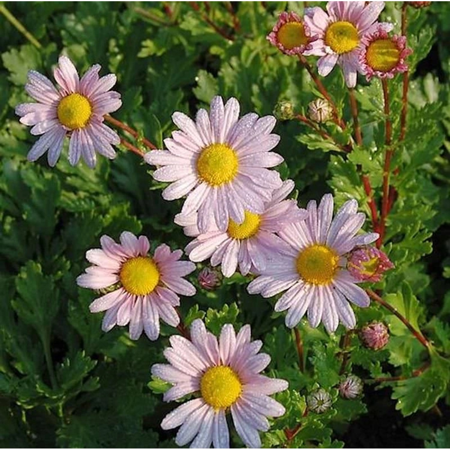 Grönland Margerite Roseum - Dendranthema arcticum günstig online kaufen