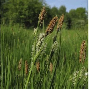 Nahaufnahme der Schwarzbraunen Segge (Carex nigra), einer dekorativen Staude mit braunen Blütenständen.