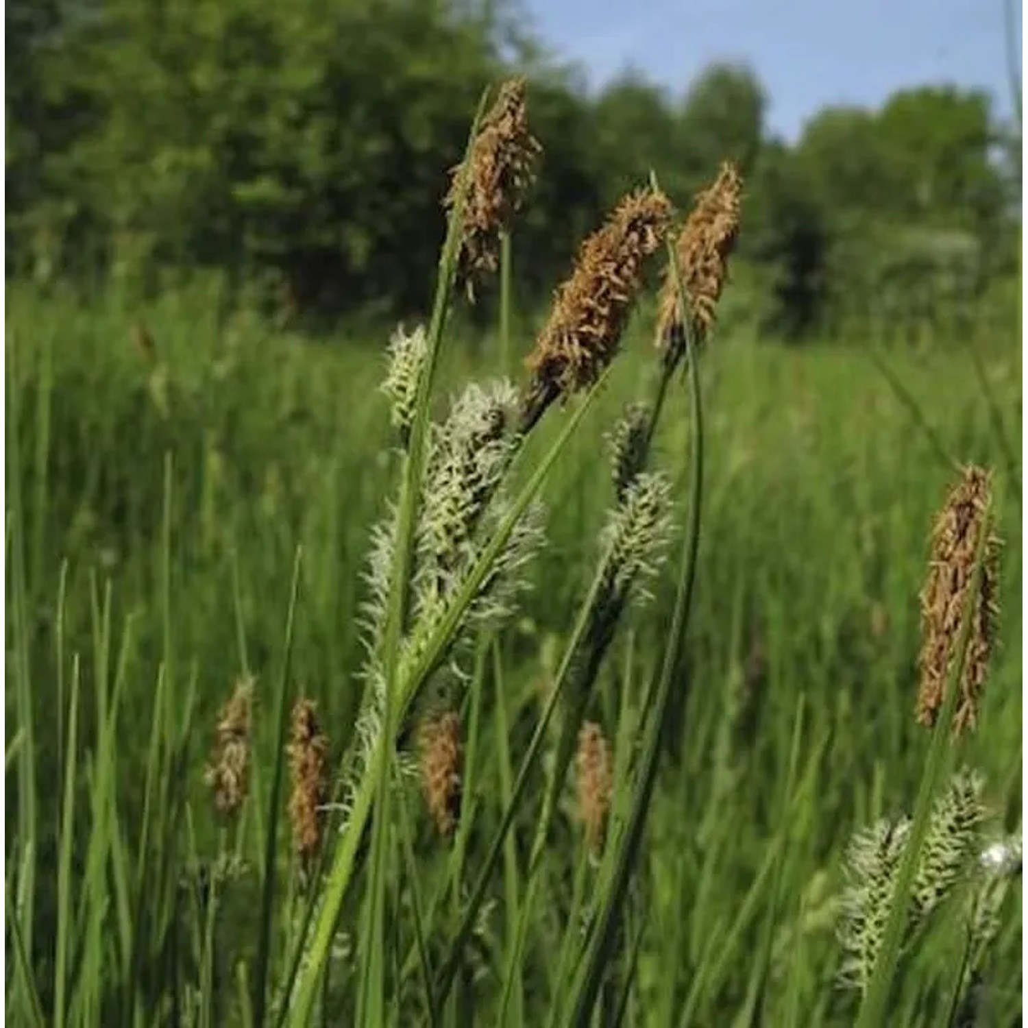 Schwarzbraune Segge - Carex nigra
