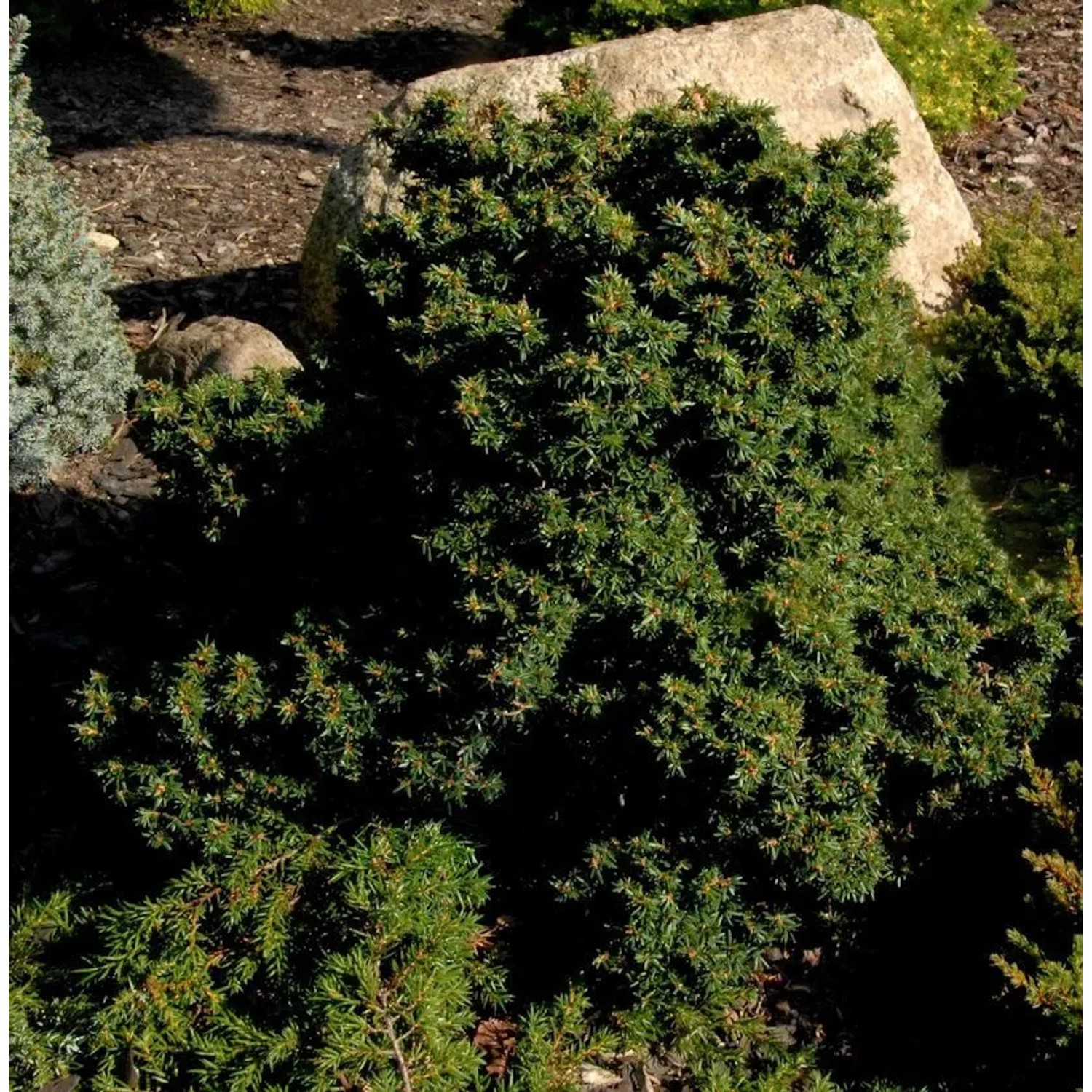 Kompakte Zwerg Hemlocktanne Miniatur 40-50cm - Tsuga canadensis