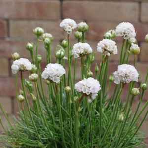 Strandnelke 'Armada White' (Armeria maritima) mit weißen, kugelförmigen Blüten und grünen Blättern. Eine schöne Staude.