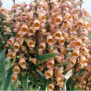 Nahaufnahme des Kleinblütigen Fingerhuts (Digitalis parviflora) mit braunen Blüten im Topf.