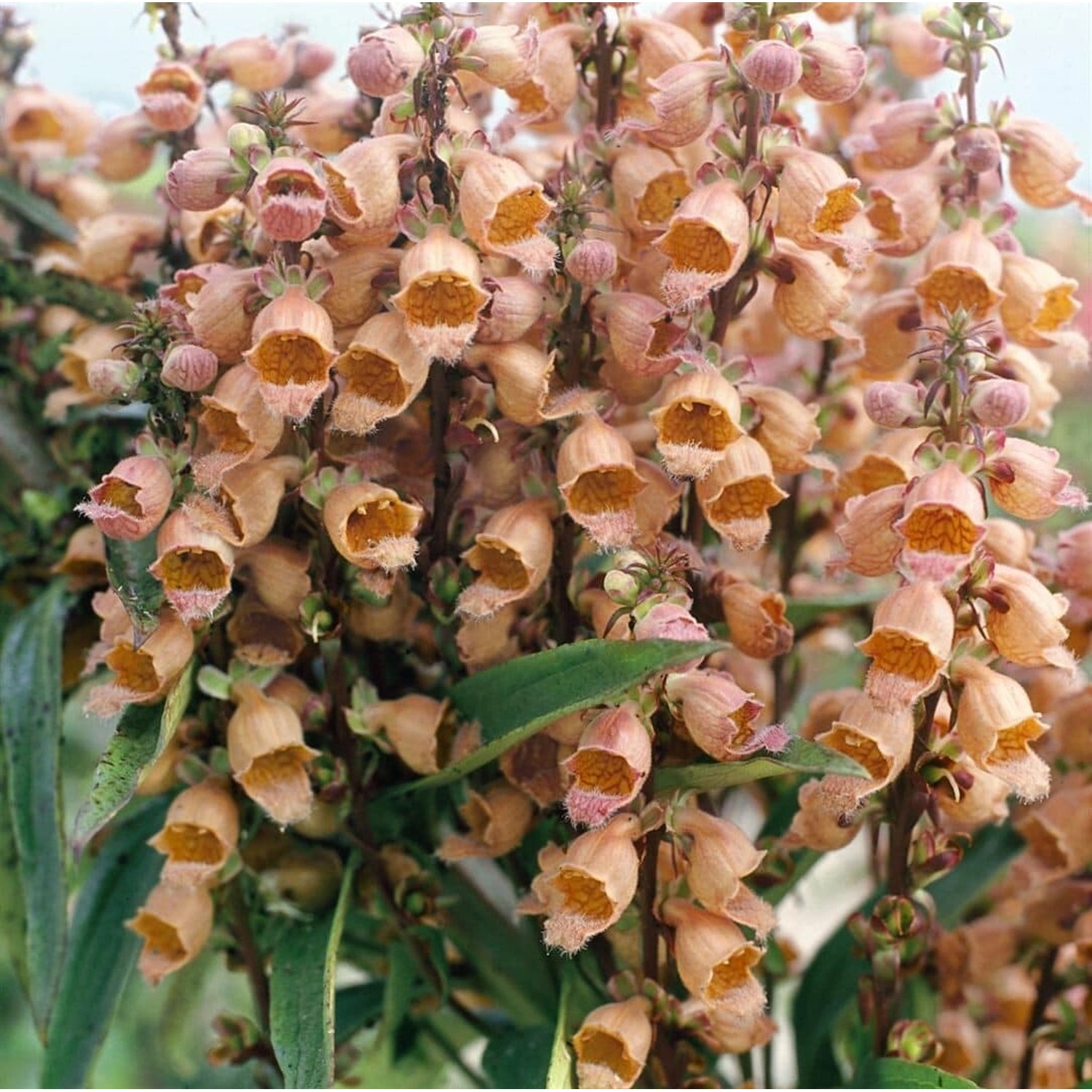 Digitalis Parviflora Kleinblütiger Fingerhut Ca. 9x9 cm Topf günstig online kaufen