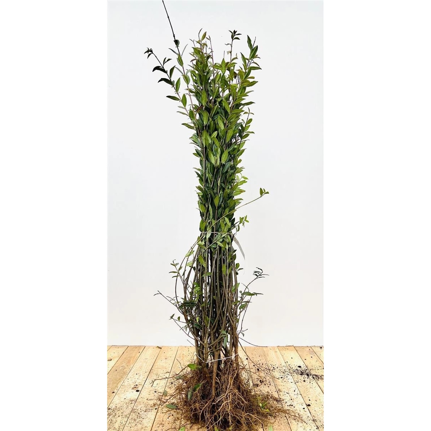 Ligustrum vulgare 'Atrovirens' oB 15-30 günstig online kaufen