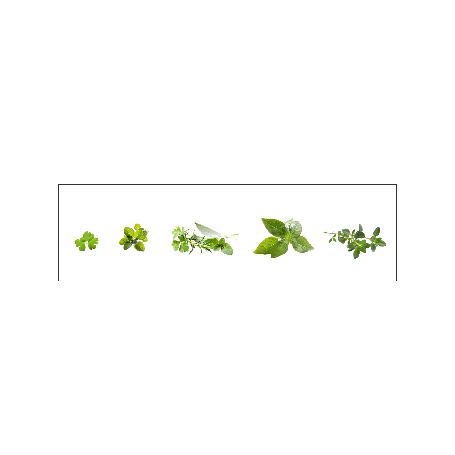MySpotti Küchenrückwand Profix Cucina Kräuter 210 x 60 cm Minzgrün