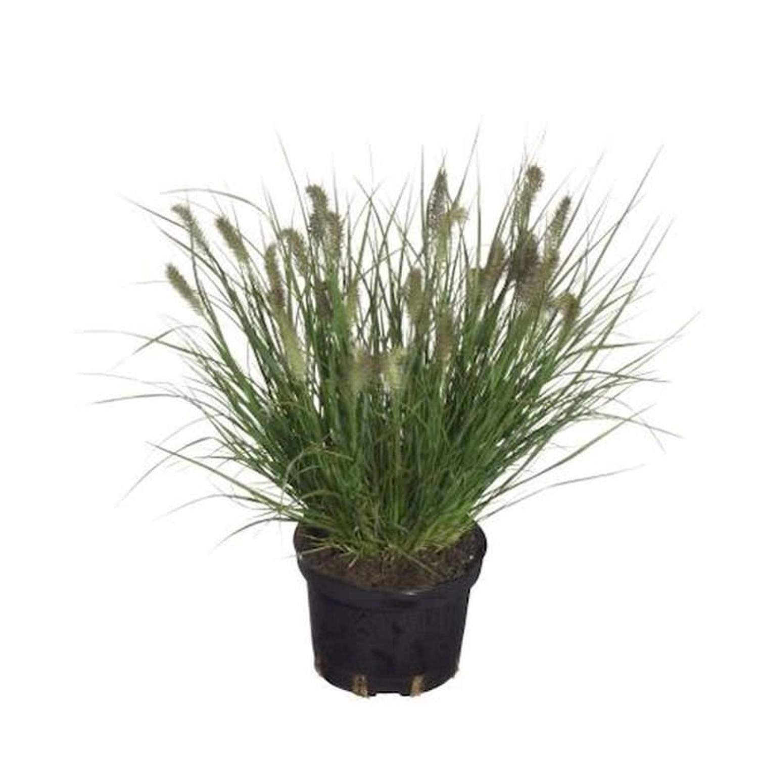 Lampenputzergras Cassian - Pennisetum alopecuroides günstig online kaufen