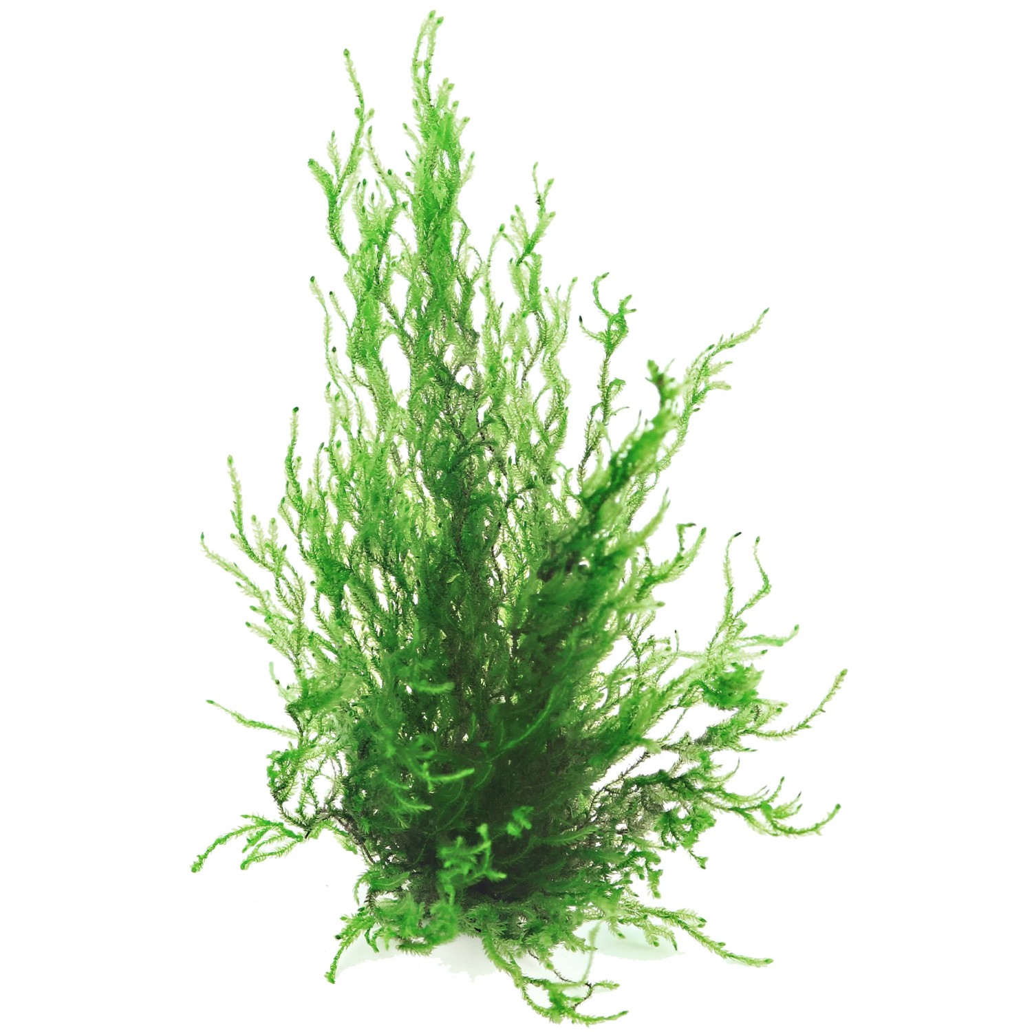 Dennerle Plants Aquariumpflanze Taxiphyllum Spec. Flammenmoos In-Vitro