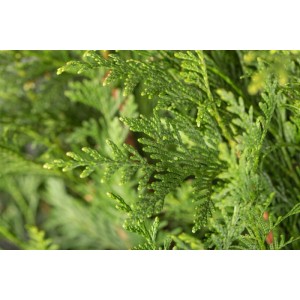Detailaufnahme der grünen Nadeln einer Thuja 'Atrovirens' Heckenpflanze.