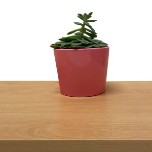 Möbelbauplatte Buche Holznachbildung mit Topfpflanze im rosa Topf.