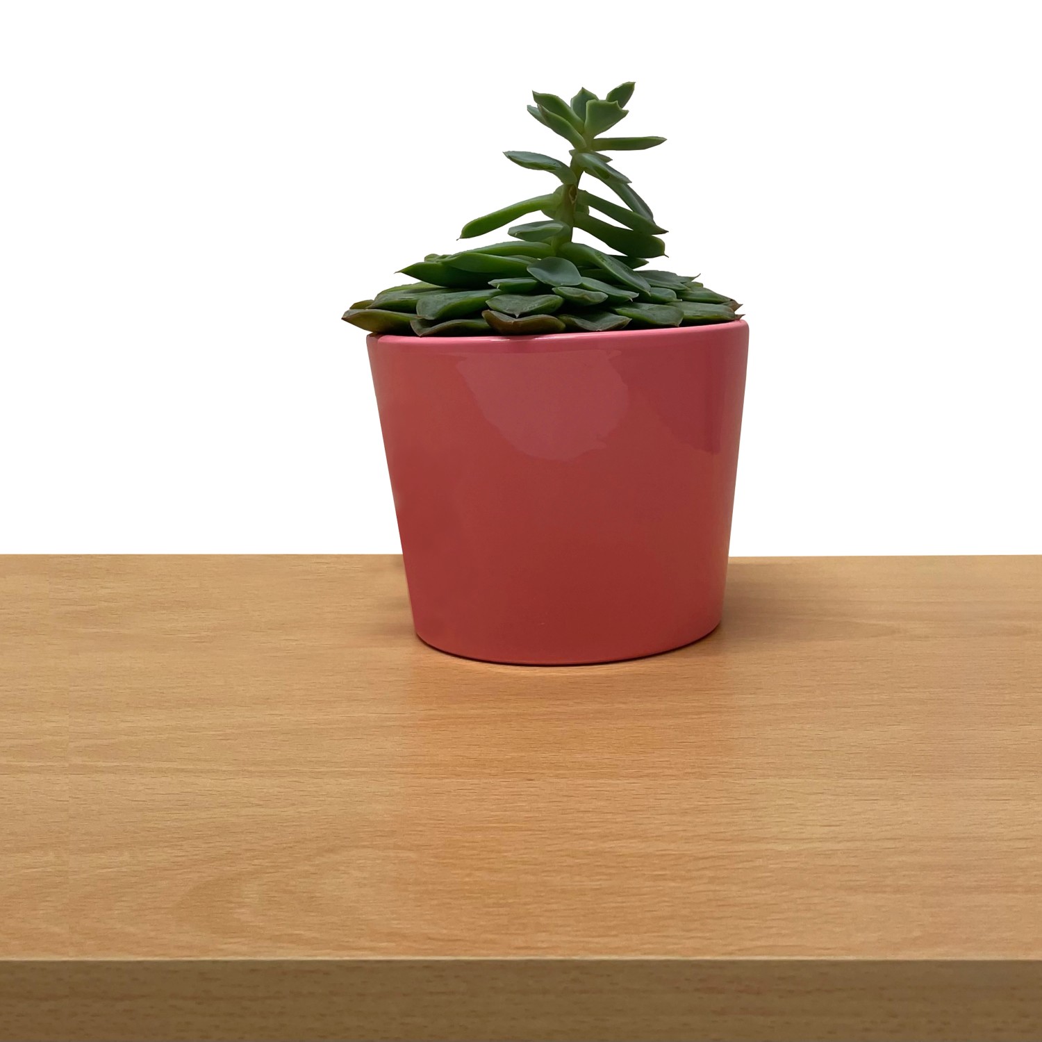 Möbelbauplatte Buche Holznachbildung mit Topfpflanze im rosa Topf.