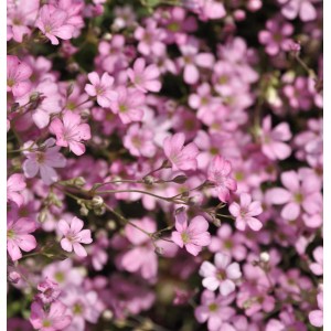 Nahaufnahme von kriechendem Schleierkraut 'Rosa Schönheit' mit zarten, rosa Blüten.