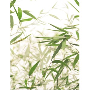 Komar Wandbild Bamboo Leaves, 40x50 cm, mit grünen Bambusblättern vor hellem Hintergrund.