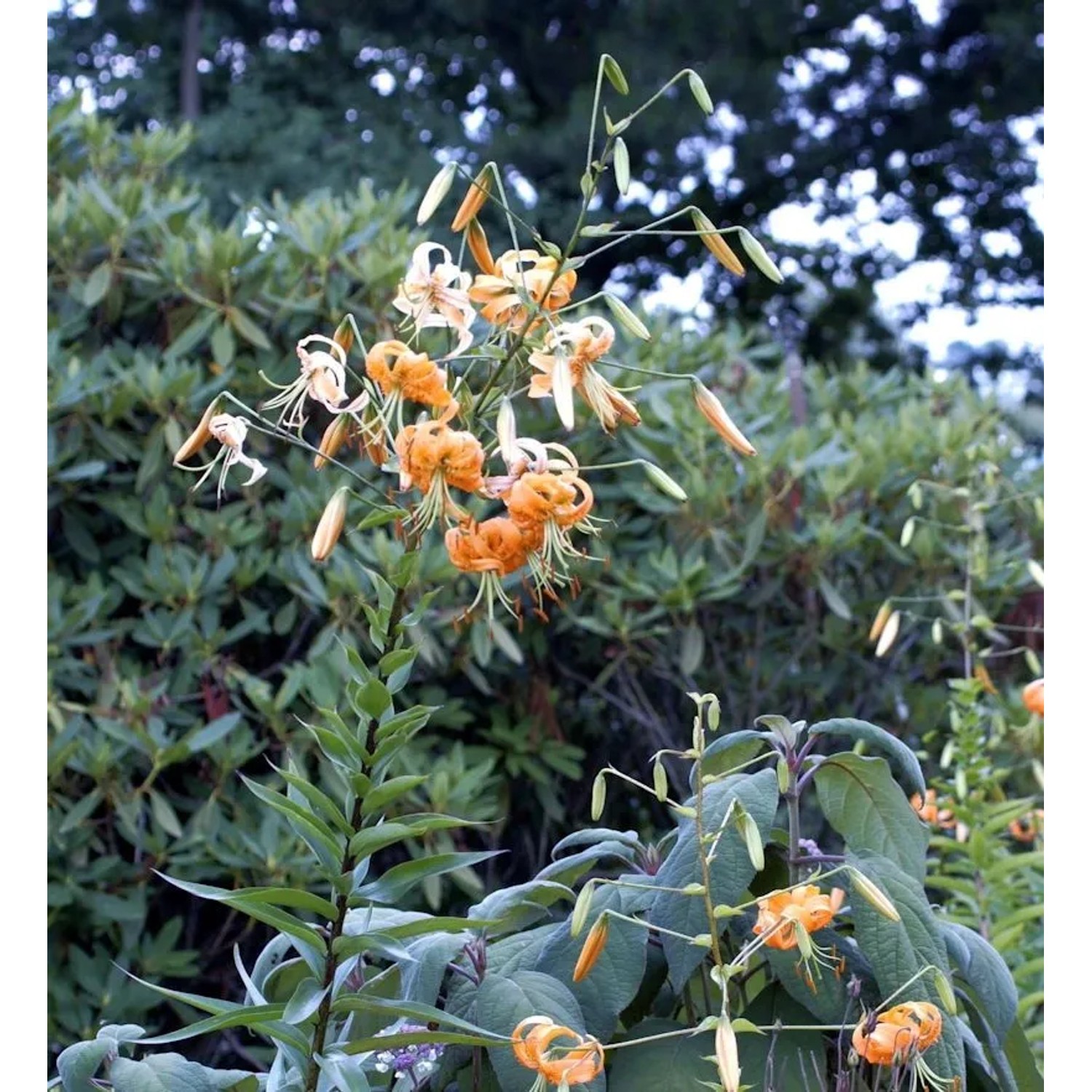 Riesen-Türkenbund-Lilie - Lilium henryi