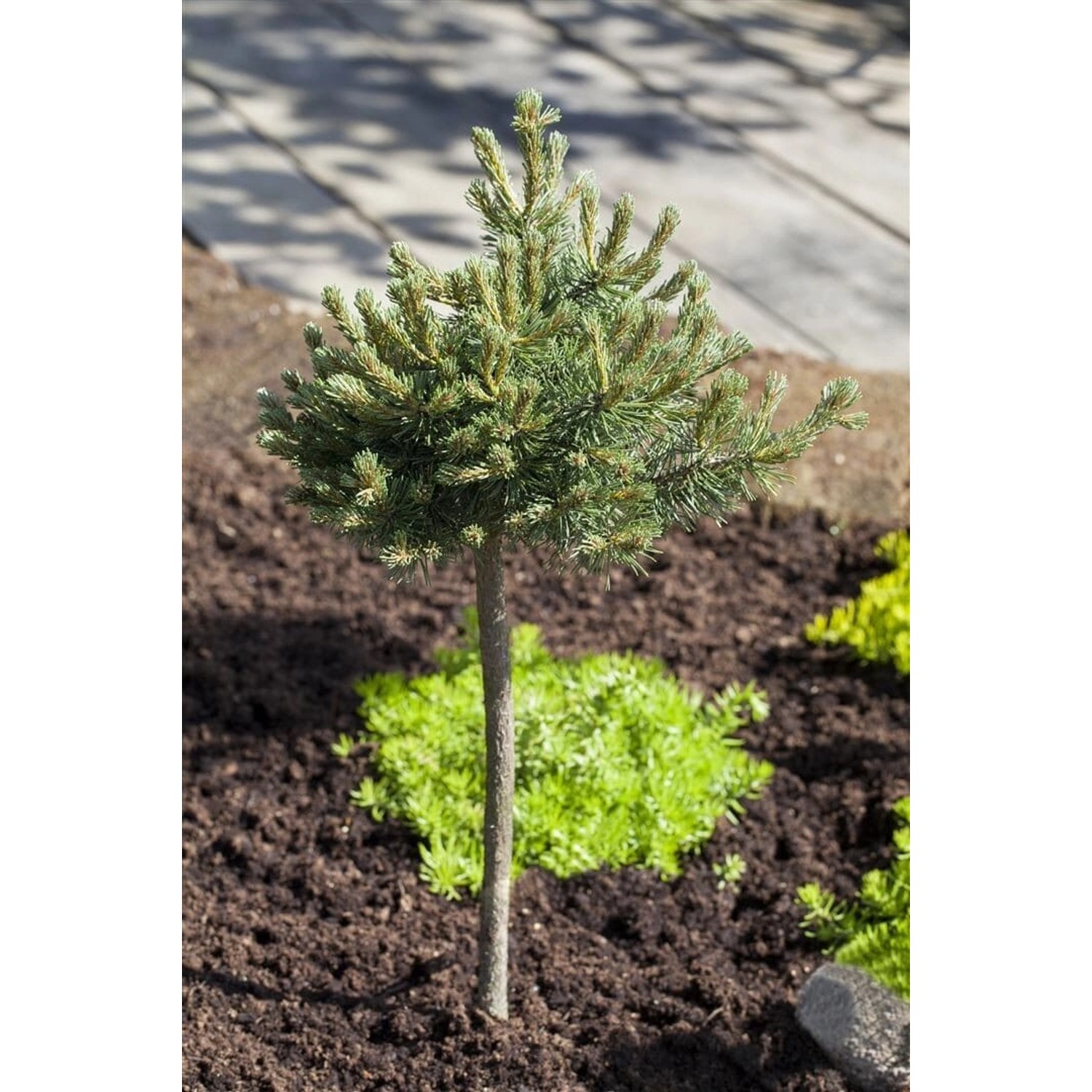 Pinus Mugo Mini Mops Bergkiefer Kompakt 30 cm Stammhöhe günstig online kaufen