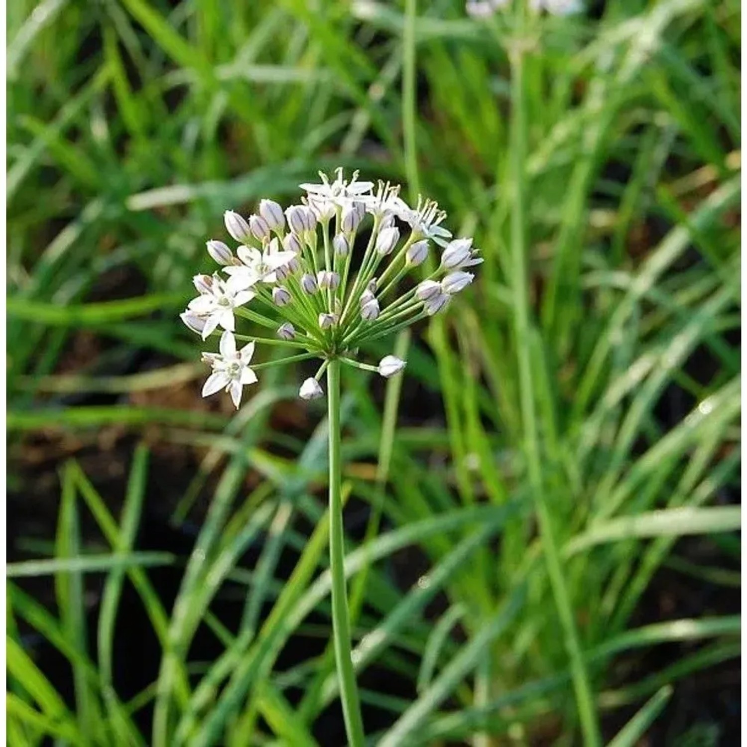 Blühender Schnittknoblauch (Allium tuberosum), eine Staude mit weißen Blüten.