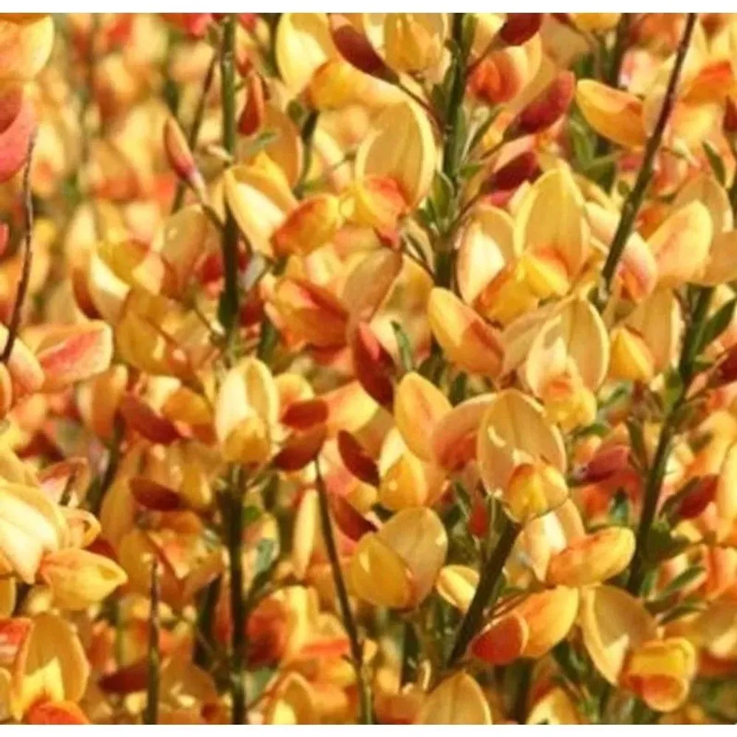 Edelginster Apricot Gem 60-80cm - Cytisus scoparius