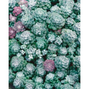 Nahaufnahme des Spanischen Mauerpfeffers (Sedum Hispanicum) im 9x9 cm Topf, ein grüner Bodendecker.