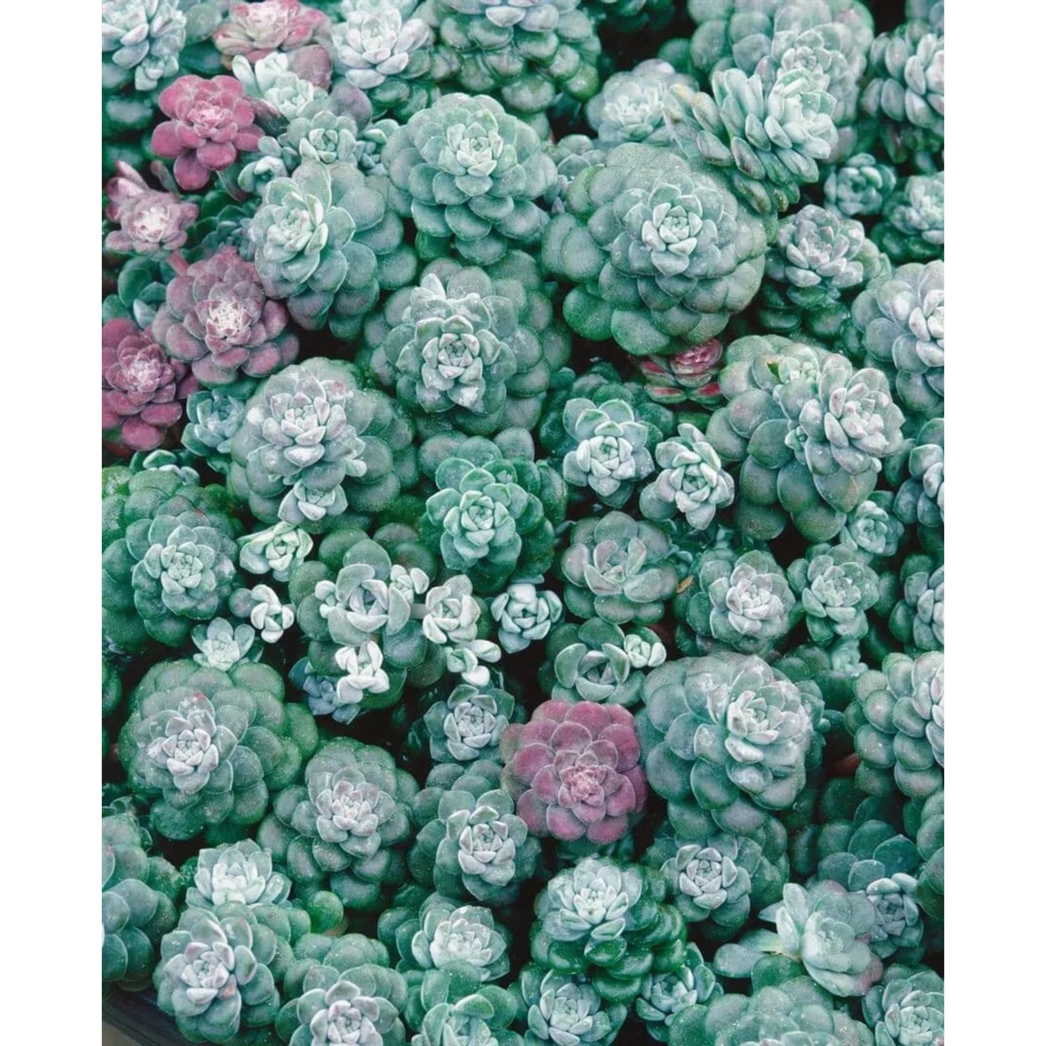 Nahaufnahme des Spanischen Mauerpfeffers (Sedum Hispanicum) im 9x9 cm Topf, ein grüner Bodendecker.