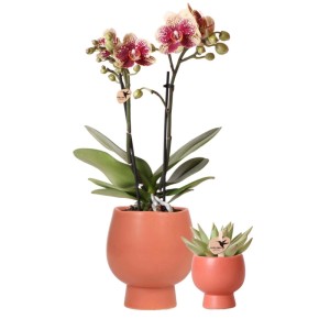 Kolibri Pflanzenset mit Orchidee und Sansevieria in nudefarbenen Töpfen.