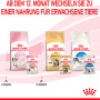 Royal Canin Kitten Futter Vergleich: Nass- und Trockenfutter für Kätzchen und junge Katzen.
