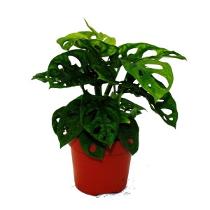Fensterblatt 'Monstera Monkey Mask' im 12cm Topf. Exotische Grünpflanze mit markanten Löchern in den Blättern.