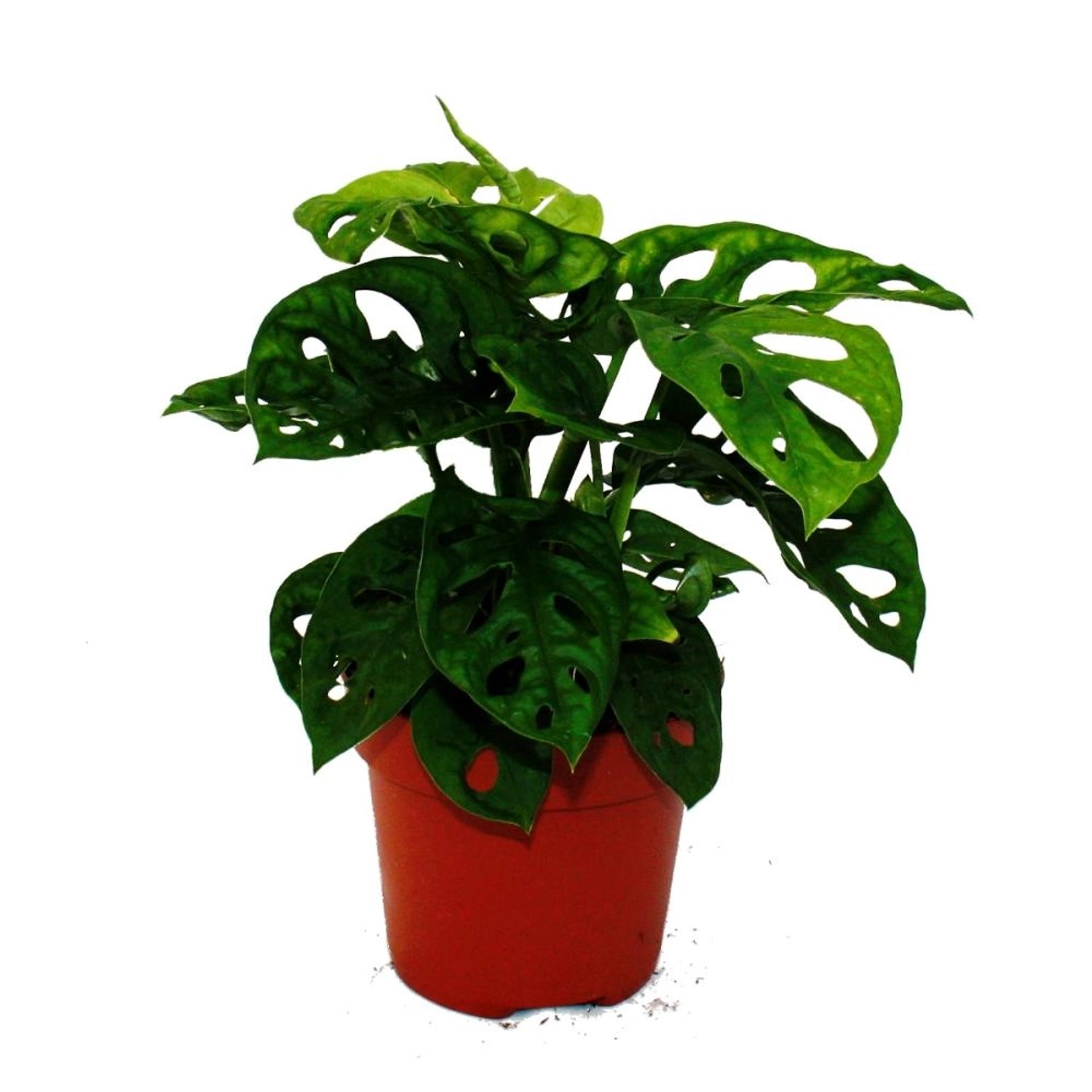 Exotenherz Fensterblatt Monstera Monkey Mask 12cm Topf