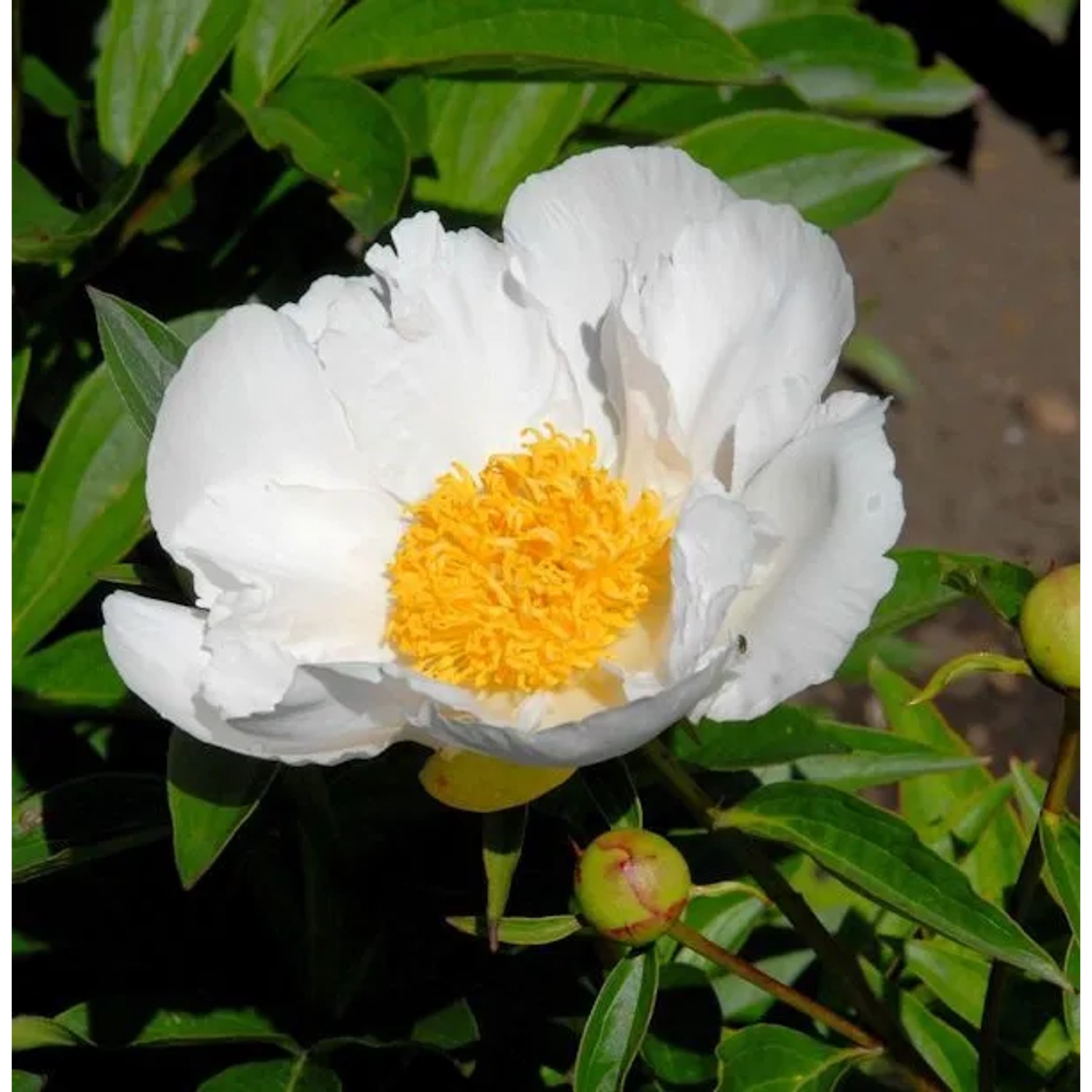 Edelpfingstrose Krinkled White - Paeonia,actiflora