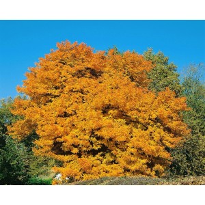 Speierling (Sorbus Domestica) Hausbaum mit goldgelben Blättern im Herbst vor blauem Himmel.