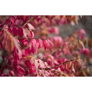 Flügel-Spindelstrauch mit leuchtend roten Blättern im Herbst. Dekorative Gartenpflanze.