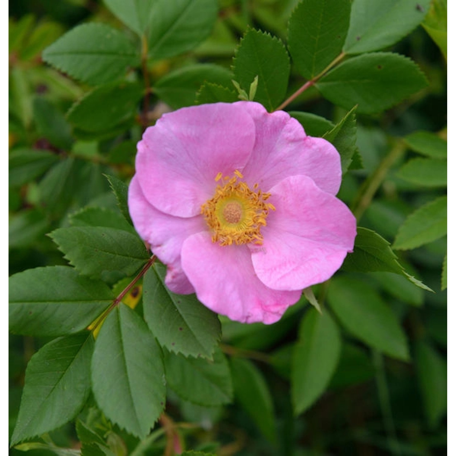 Glanzblättrige Rose 30-40cm - Rosa nitida günstig online kaufen