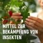 Anwendung von Compo Bio Insektenfrei Neem an Tomatenpflanze. Mittel gegen Weiße Fliege.