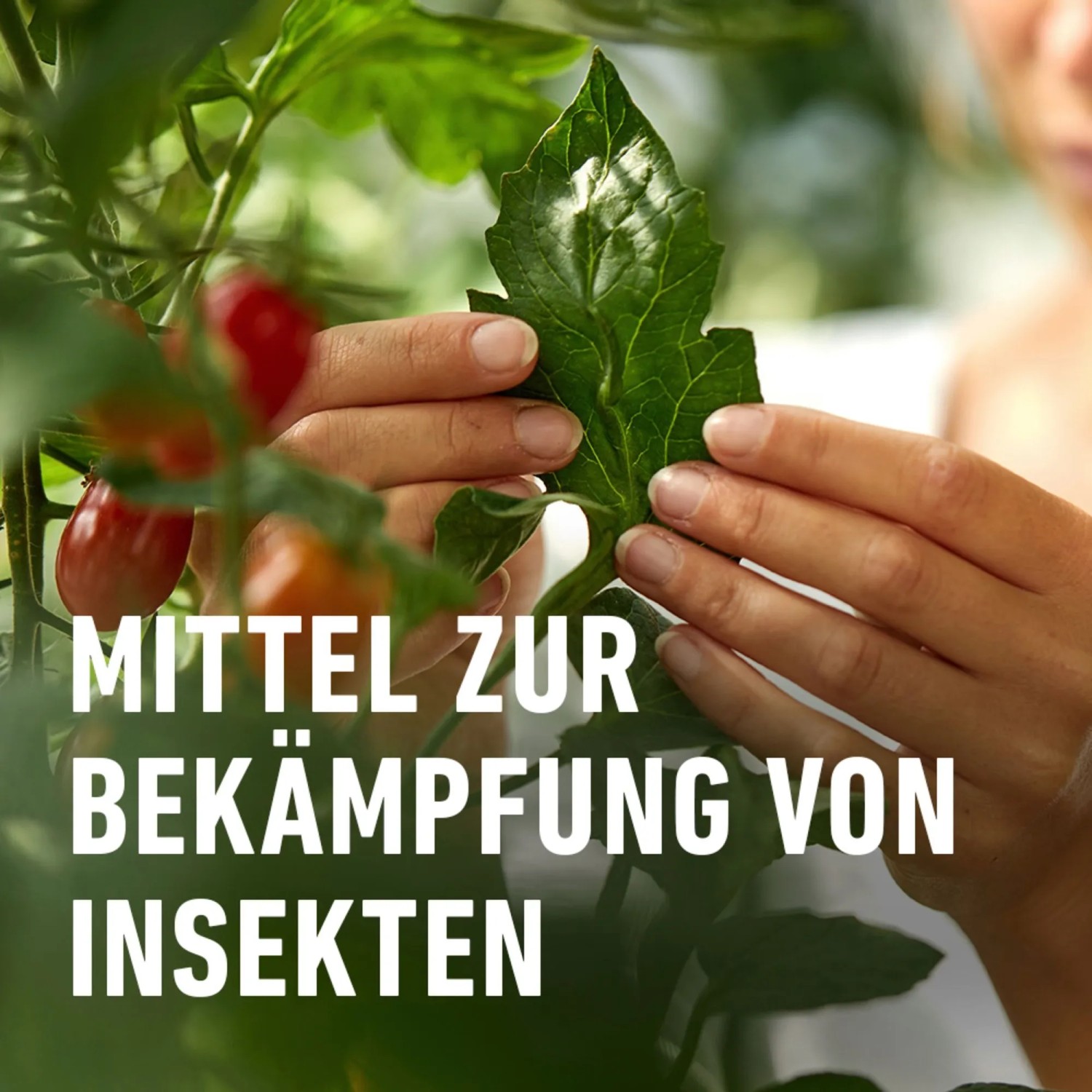 Anwendung von Compo Bio Insektenfrei Neem an Tomatenpflanze. Mittel gegen Weiße Fliege.