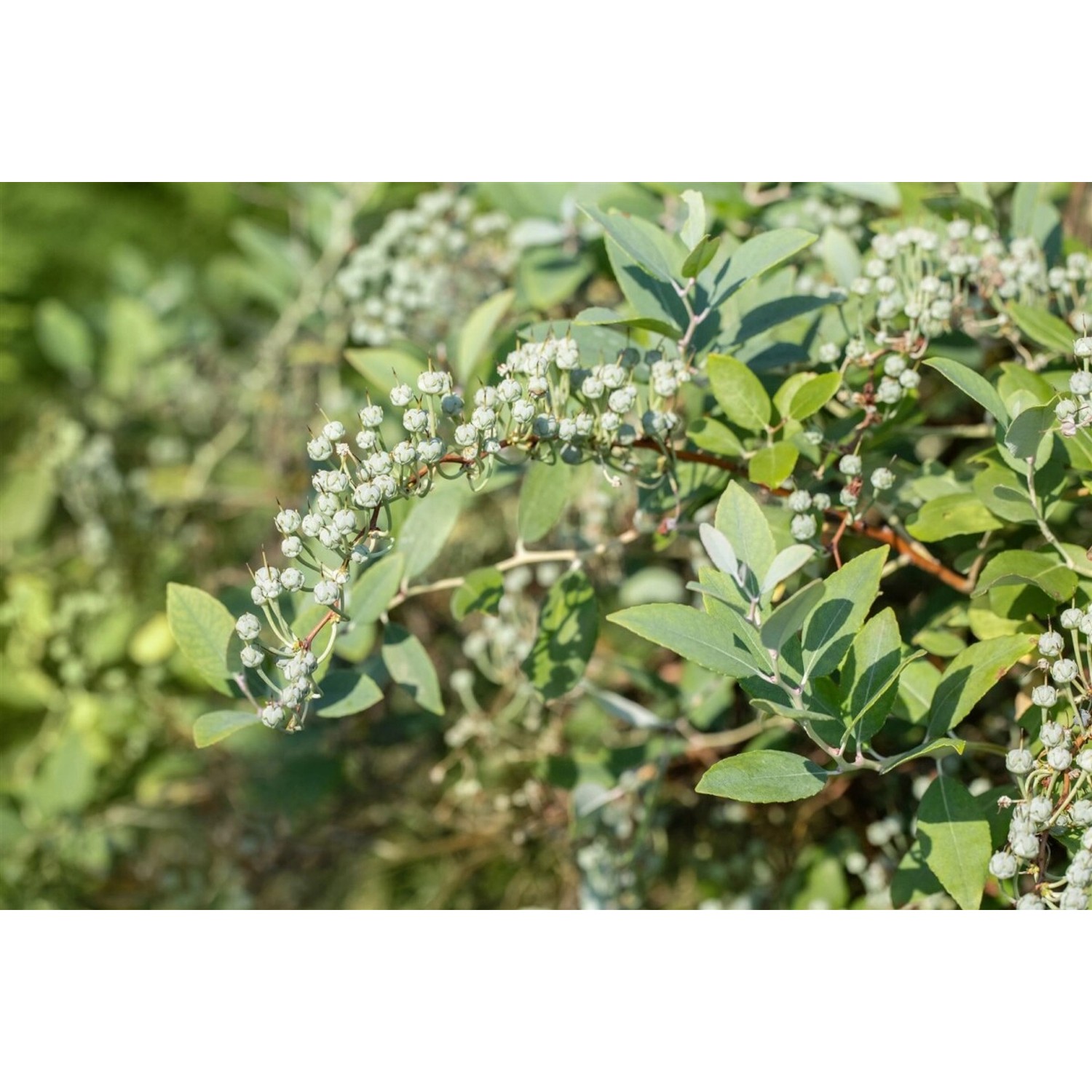 Zenobia Pulverulenta Blue Sky Bläulich 40–60 cm günstig online kaufen