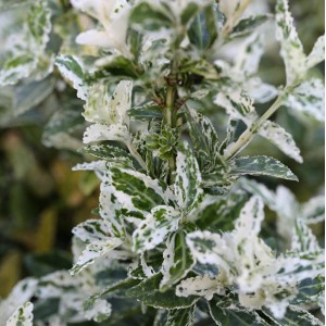 Nahaufnahme der Kriechspindel Harlequin (Euonymus fortunei) mit grün-weiß gesprenkelten Blättern.