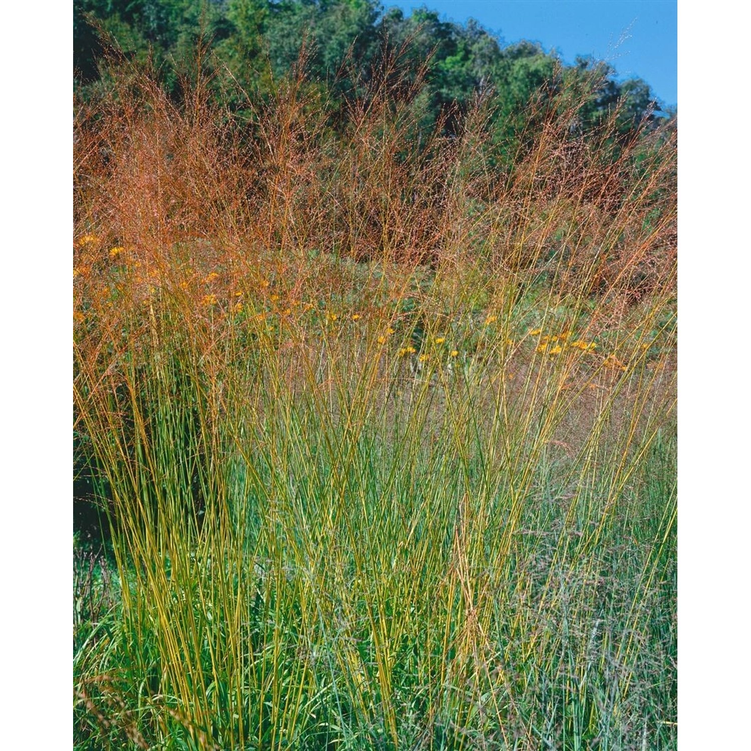 Molinia Arundinacea Pfeifengras Ca. 11x11 cm Topf günstig online kaufen