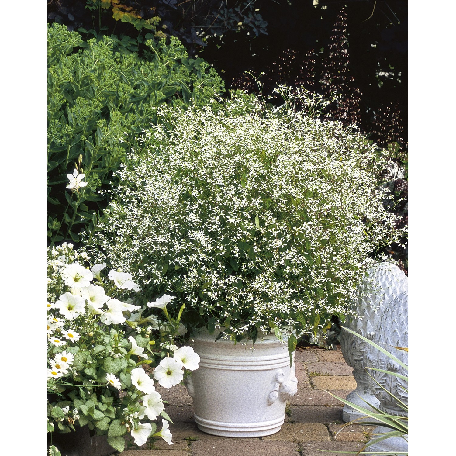 Euphorbia hypericifolia 'Diamond Frost' - Tu planta interior