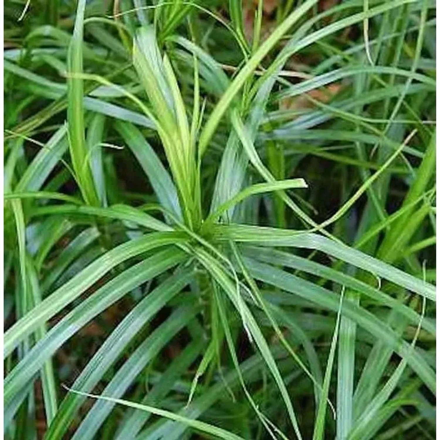 Palmwedelegge - Carex muskingumensis