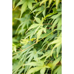 Detailaufnahme des grünen, hängenden Japanischen Ahorns (Acer palmatum Ryusen) mit 50 cm Stammhöhe.