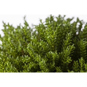 Grüne Hebe New Zealand Strauchveronika mit dichten Blättern, ideal für Garten und Kübel.