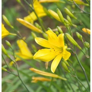 Gelbe Taglilie 'Suzy Wong' (Hemerocallis) im Detail, eine farbenfrohe Staude für den Garten.