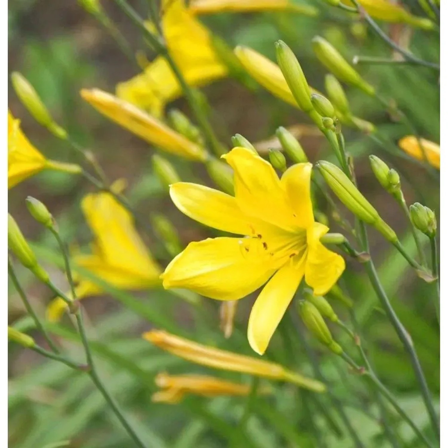 Taglilie Suzy Wong - Hemerocallis