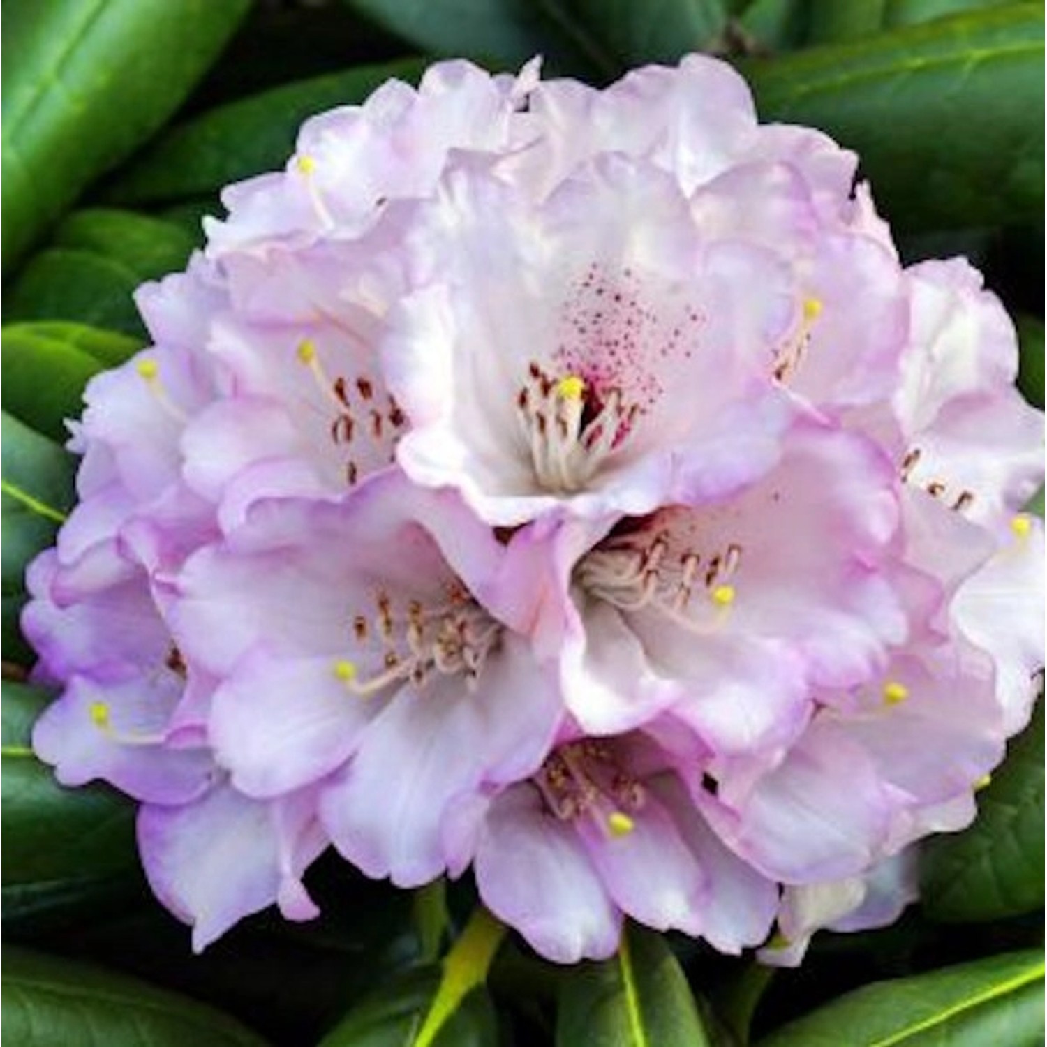 Großblumige Rhododendron Rexima 50-60cm - Alpenrose günstig online kaufen