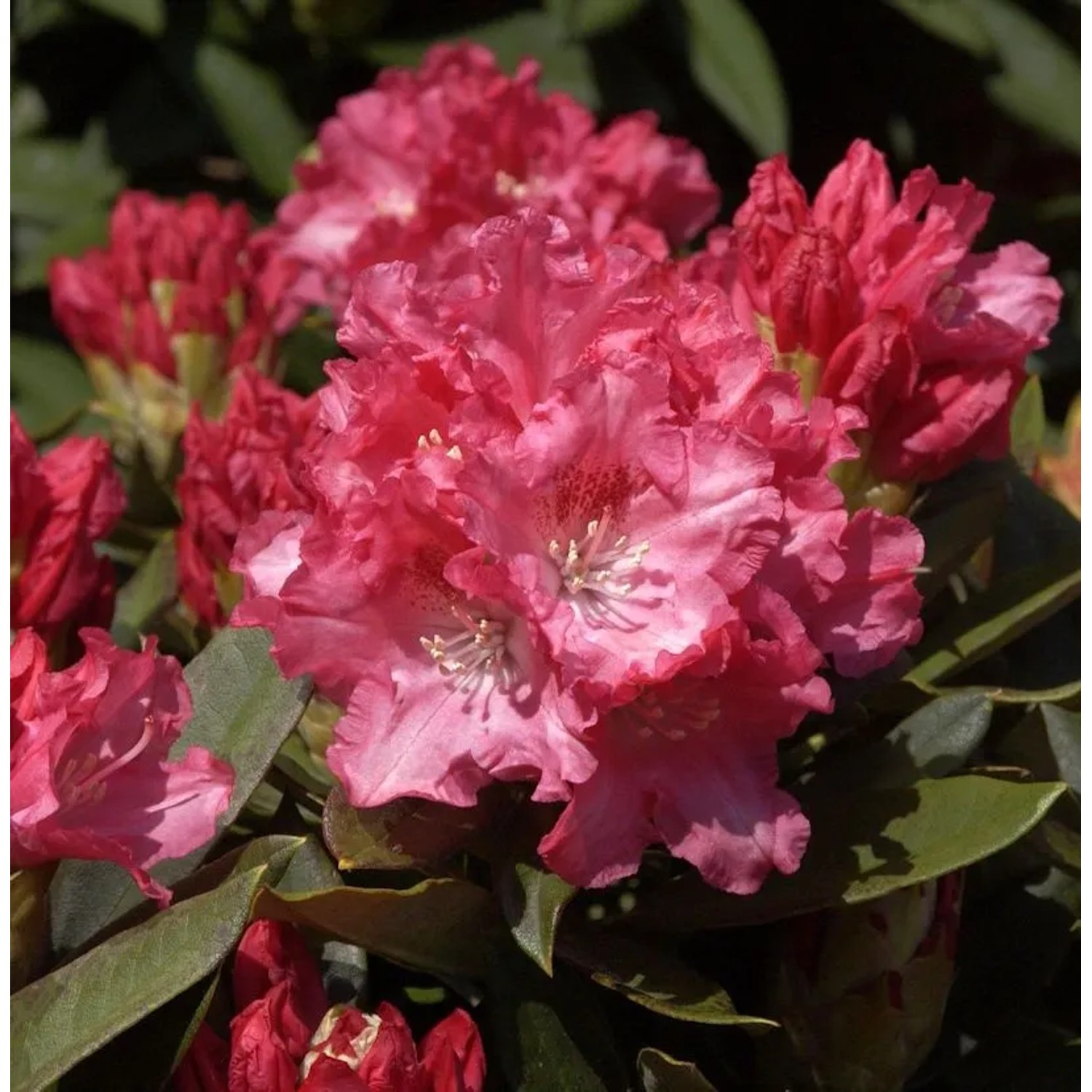Rhododendron Tina Heinje 50-60cm - Alpenrose