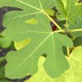 Nahaufnahme eines grünen Feigenblatt des GROW by OBI Feigen Busch Firoma.