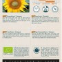 Zwerg-Sonnenblume 'Sunspot' Buzzy Organic Bio Samen Circa 3 g Einfach Anzubauen_2