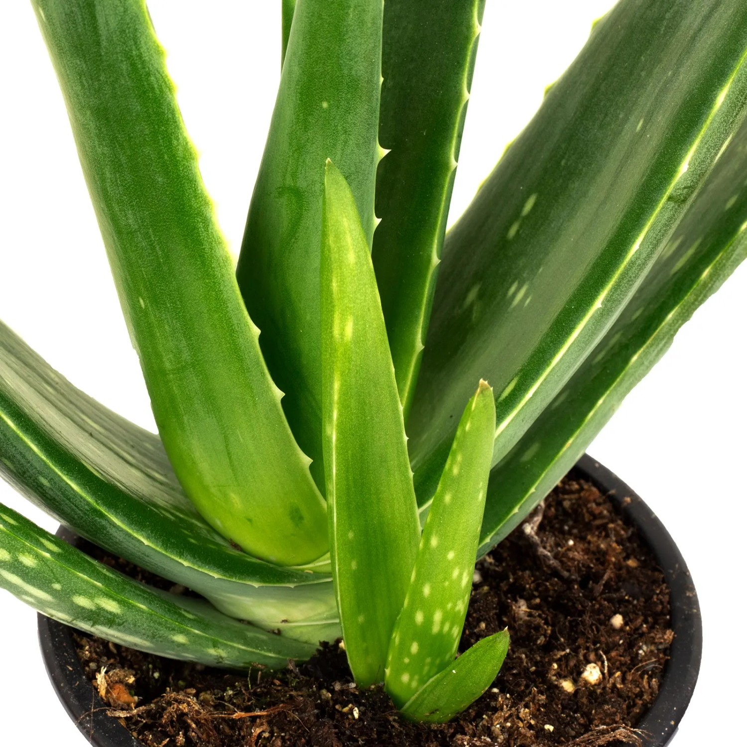 Value Greens Aloe Vera Pflanze  12 cm 35 cm hoch kaufen bei OBI