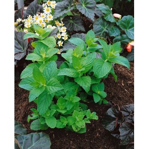 Frische, grüne Pfefferminze (Mentha X Piperita Mitcham) im 9x9 cm Topf, umgeben von Erde und anderen Pflanzen.